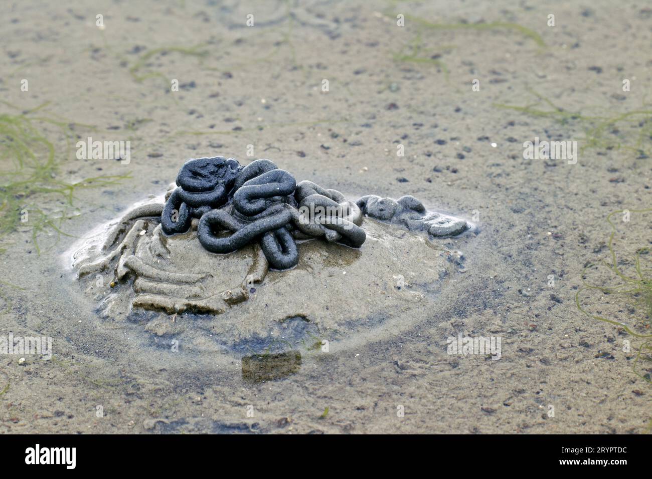 European Lugworm, Sandworm (Arenicola marina). Casts of defaected sediment on intertidal mudflat. Germany Stock Photo