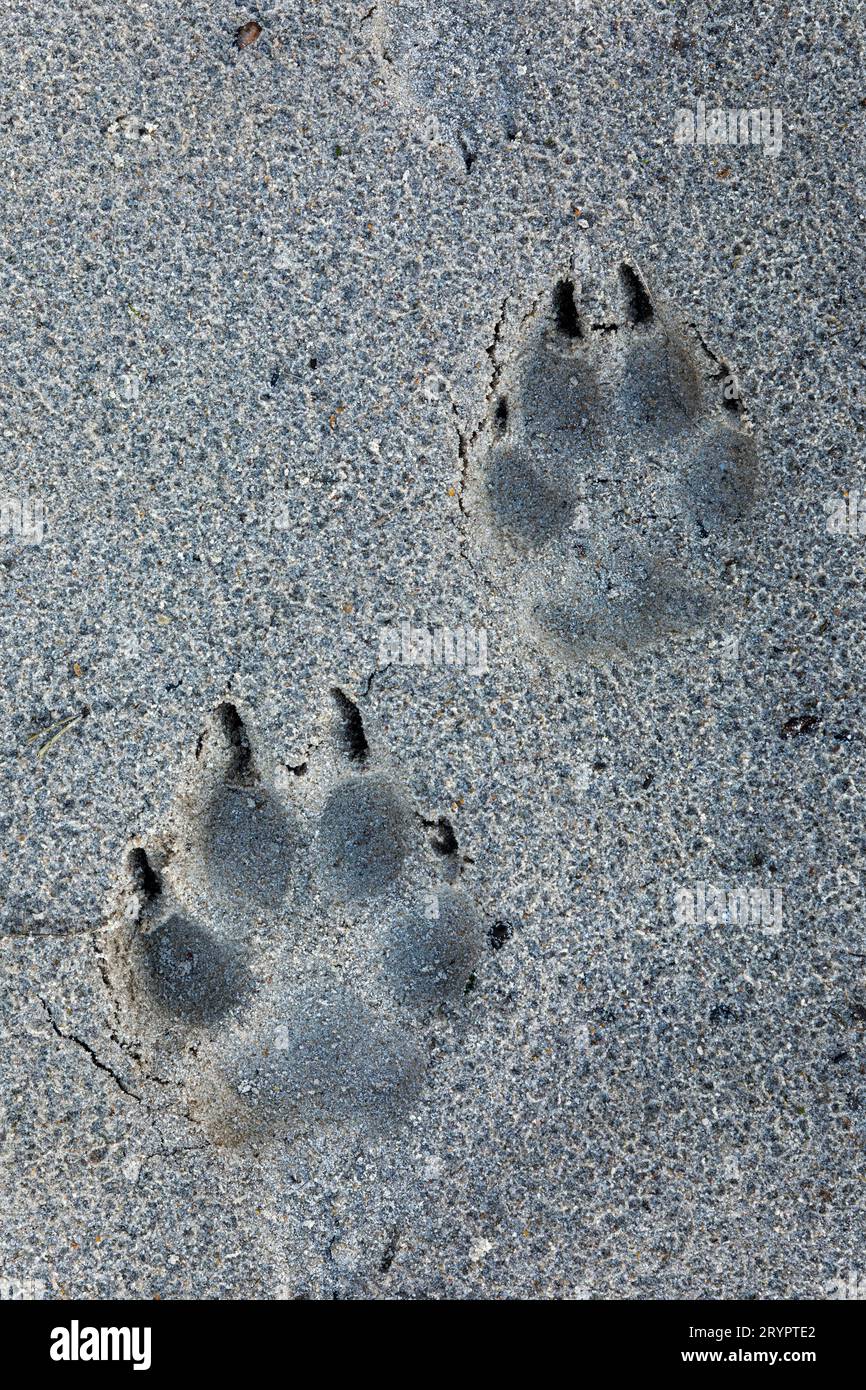Grey Wolf Tracks