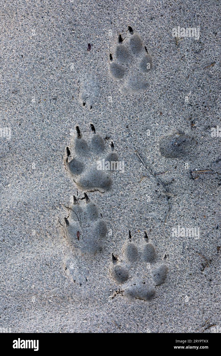 European Wolf (Canis lupus). Footprints in sand. Denmark Stock Photo