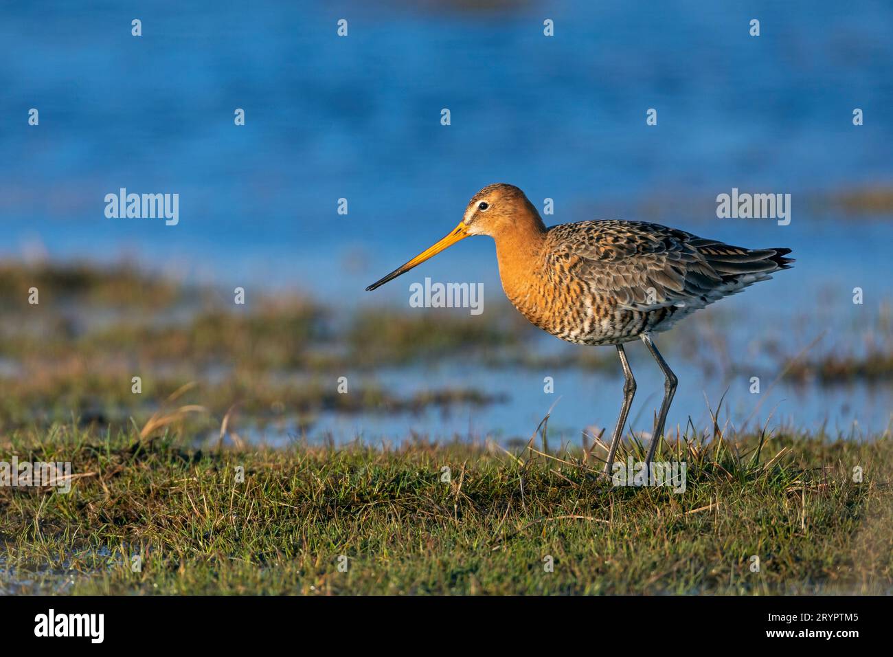 Black-tailed Godwit (Limosa limosa). Adult in evening light near a pond at the North Sea coast. Germany Stock Photo