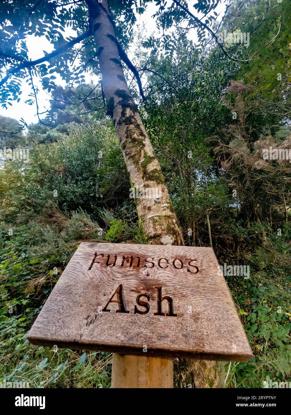 Ash tree and sign explaining it in irish and english including