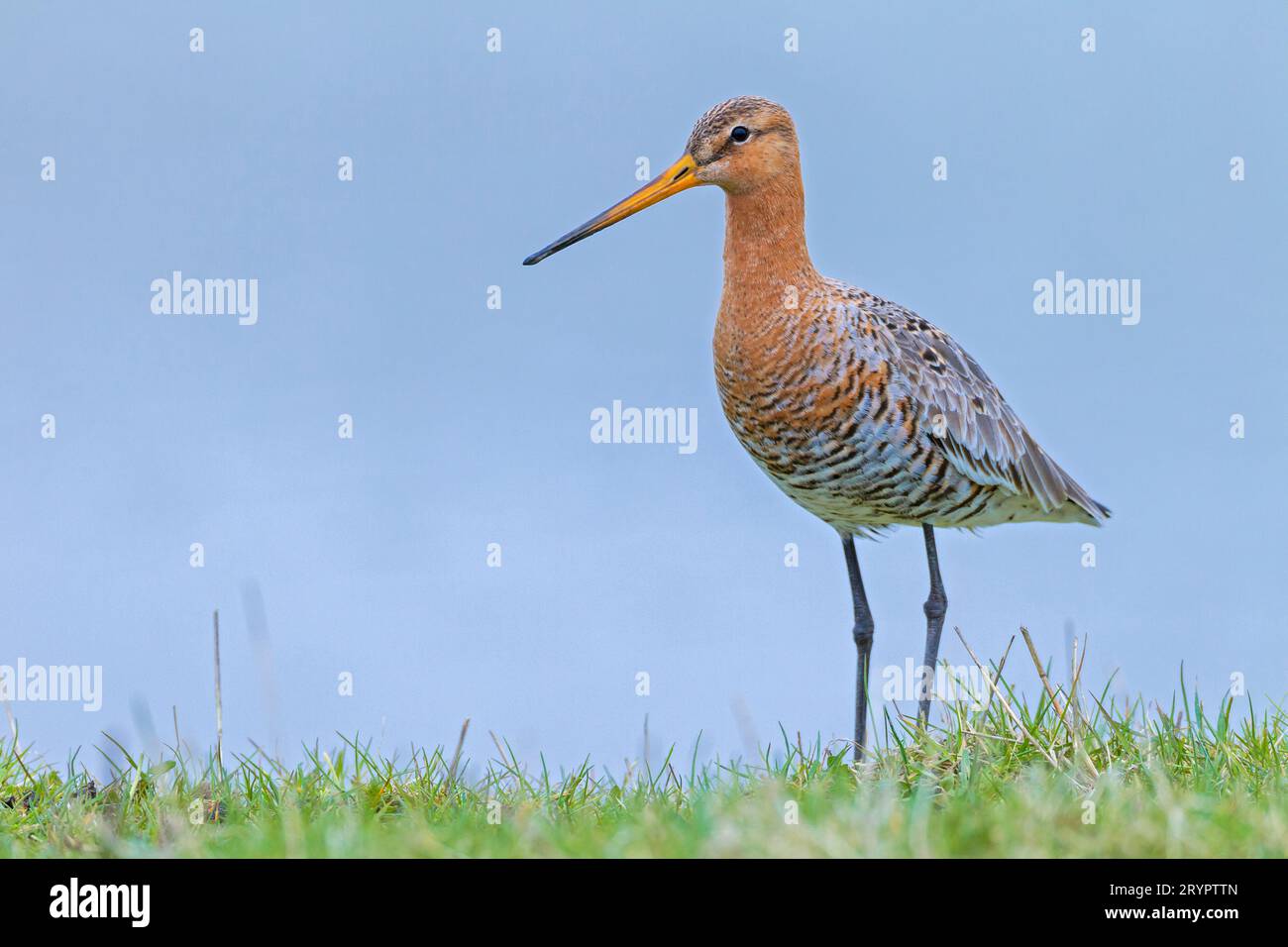 Black-tailed Godwit (Limosa limosa). Adult standing in grass. Germany Stock Photo