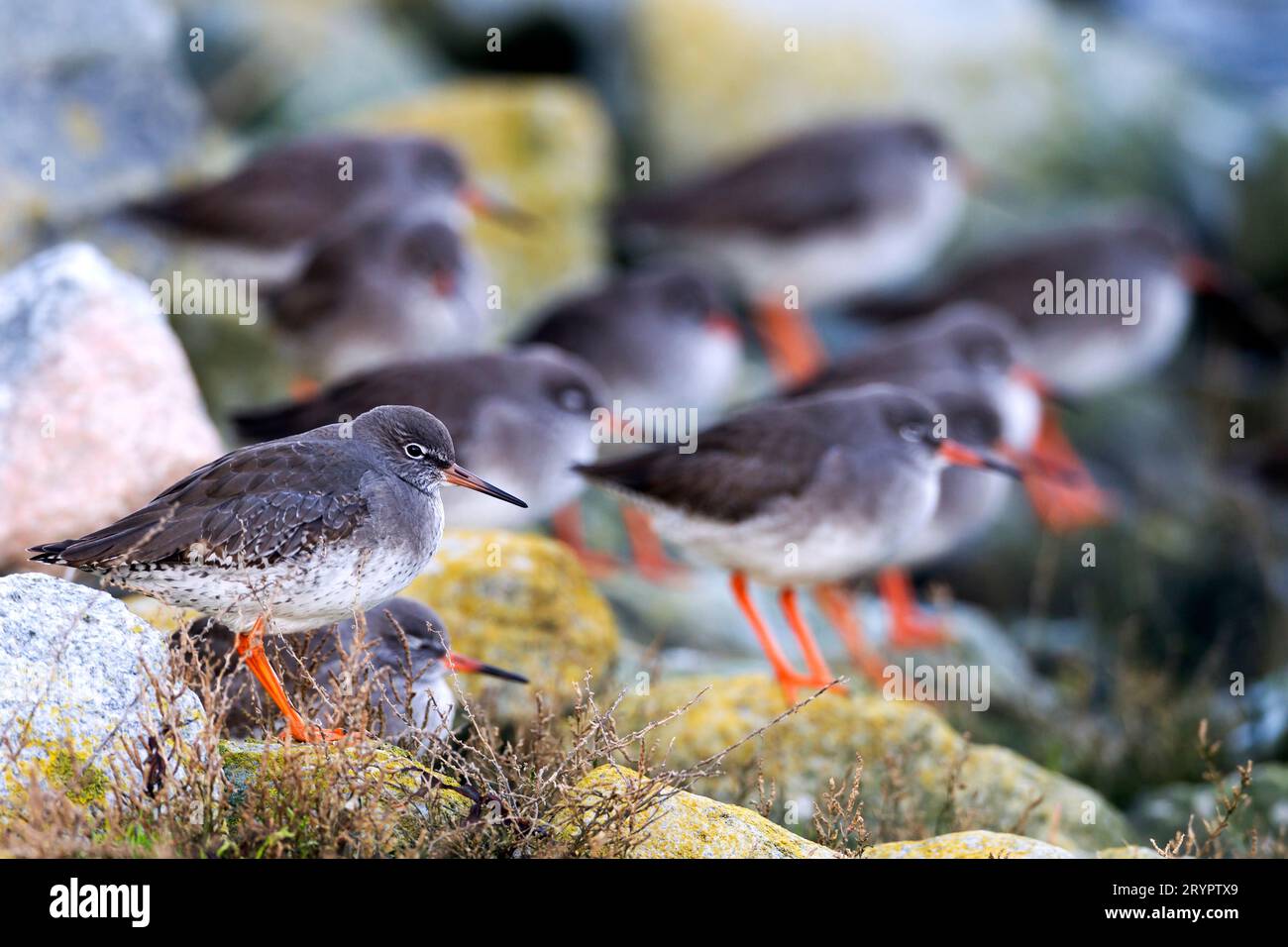 Redshank (Tringa totanus). Group in non-breeding plumage stadning on rocks at the North Sea coast. Germany Stock Photo