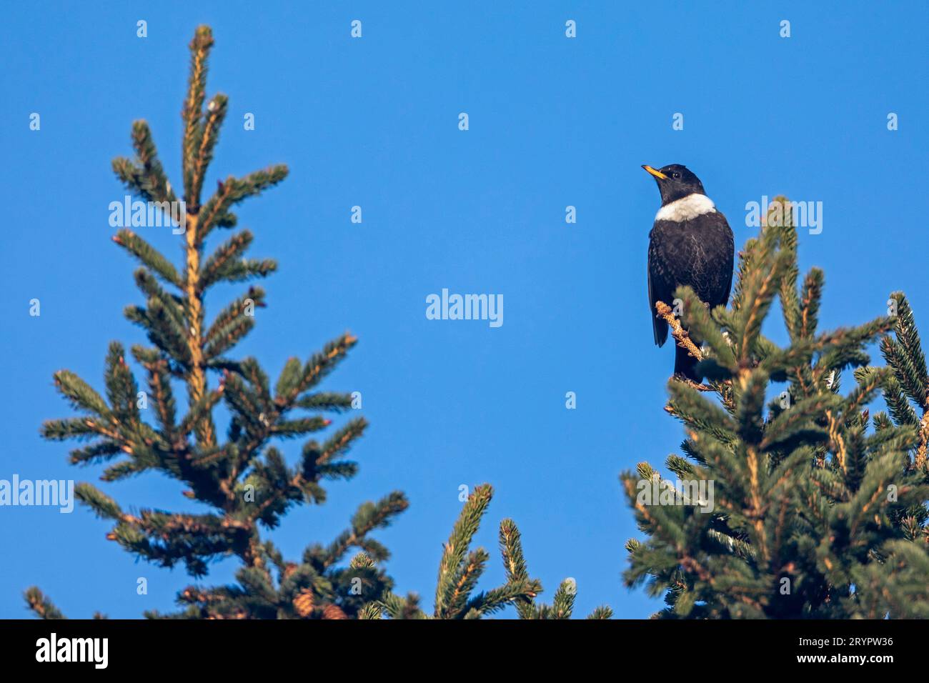 Ring Ouzel (Turdus torquatus). Male perched on a conifer. Denmark Stock Photo