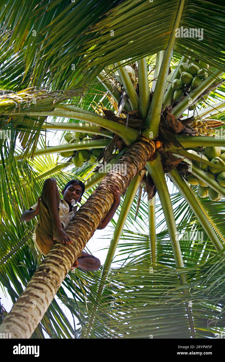 Climbing a coconut tree in Sri Lanka Stock Photo
