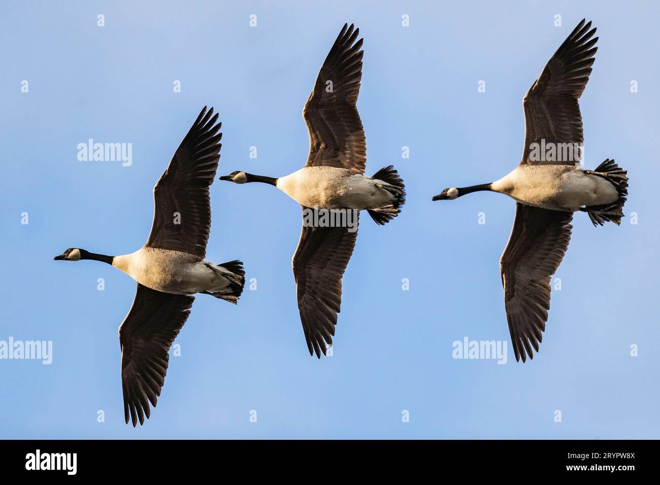 Canada Goose (Branta canadensis). three geese in flight. Germany Stock Photo