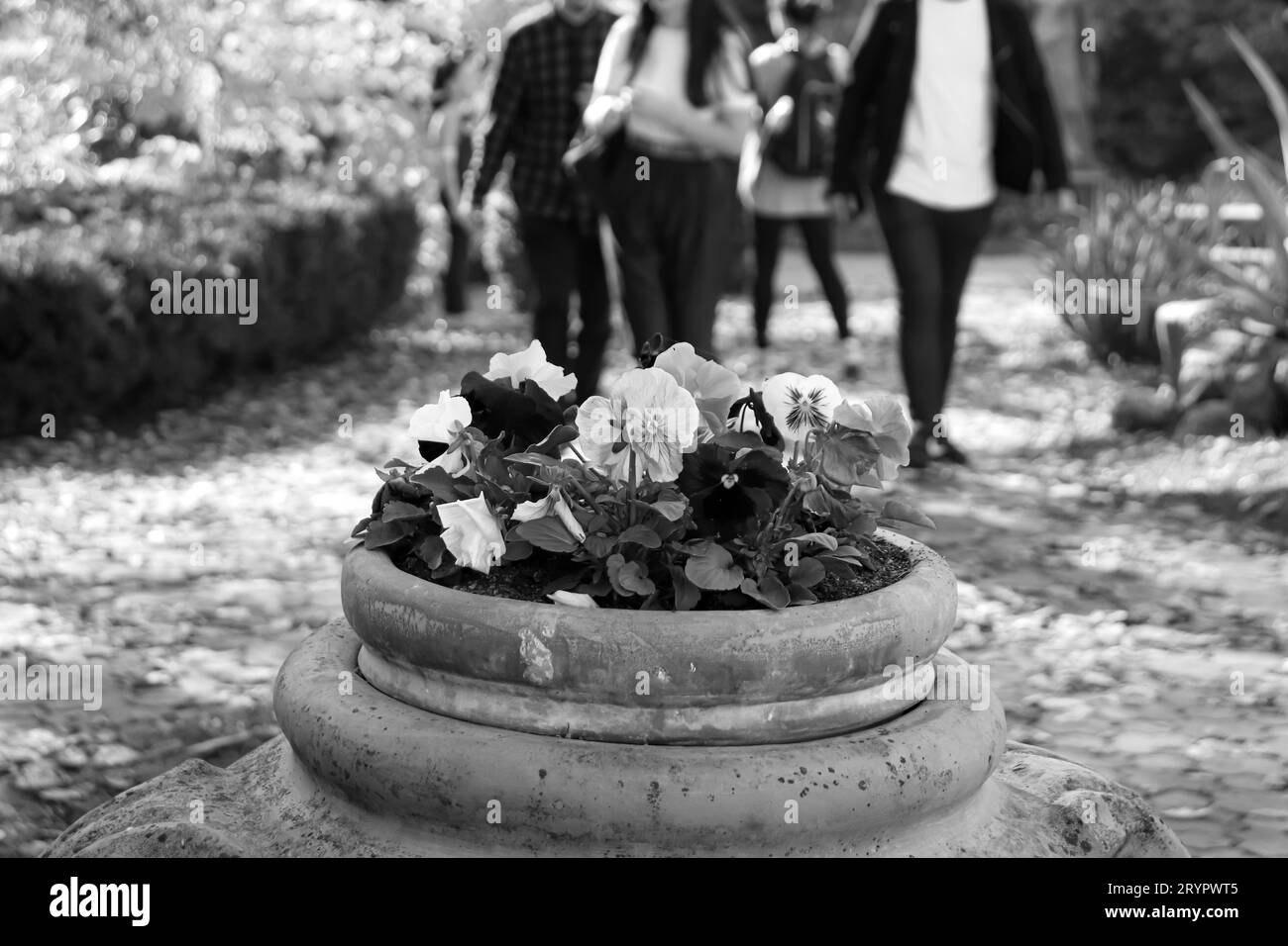 Black and white large garden flower pot along the trails at the Alexandru Borza Botanical Garden. Behind are a group of tourists walking the park Stock Photo
