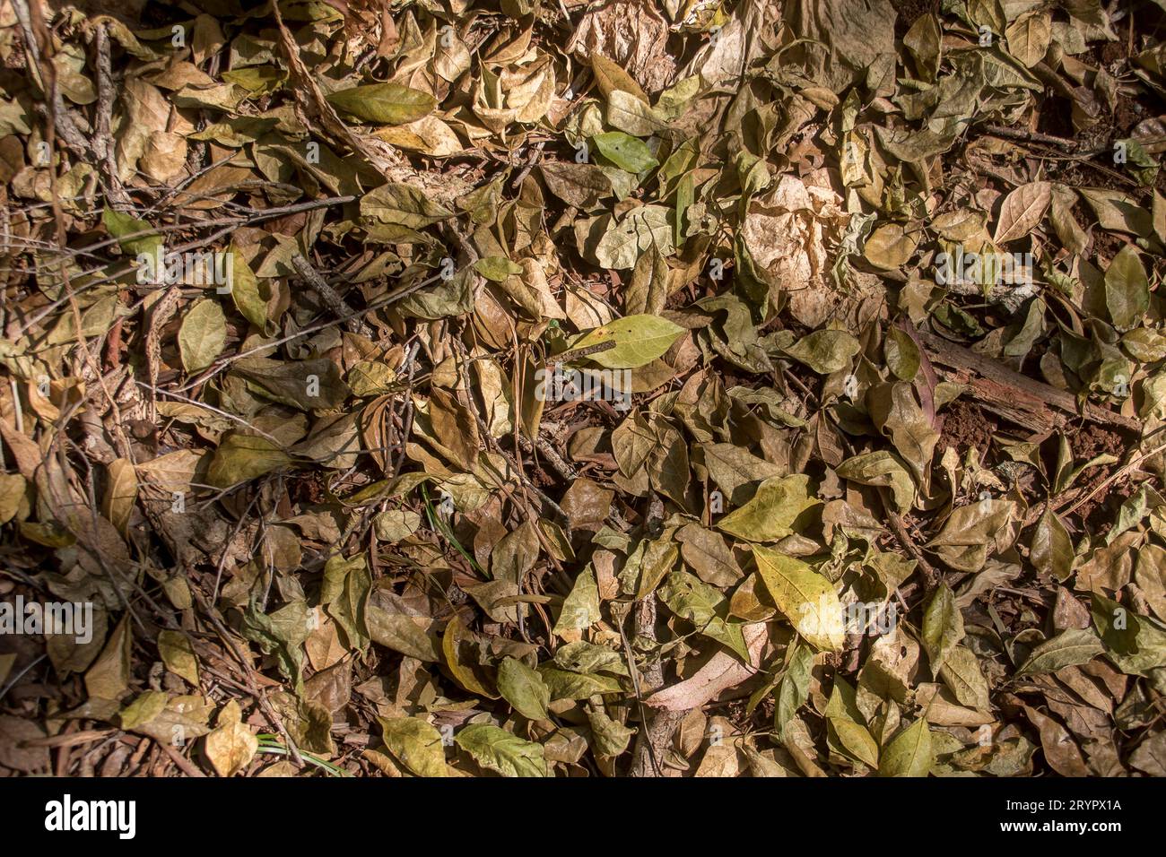 Thick layer of very dry fallen leaves on floor subtropical rainforest in Queensland, Australia. Faded browns and greens, dappled sunlight. Background. Stock Photo