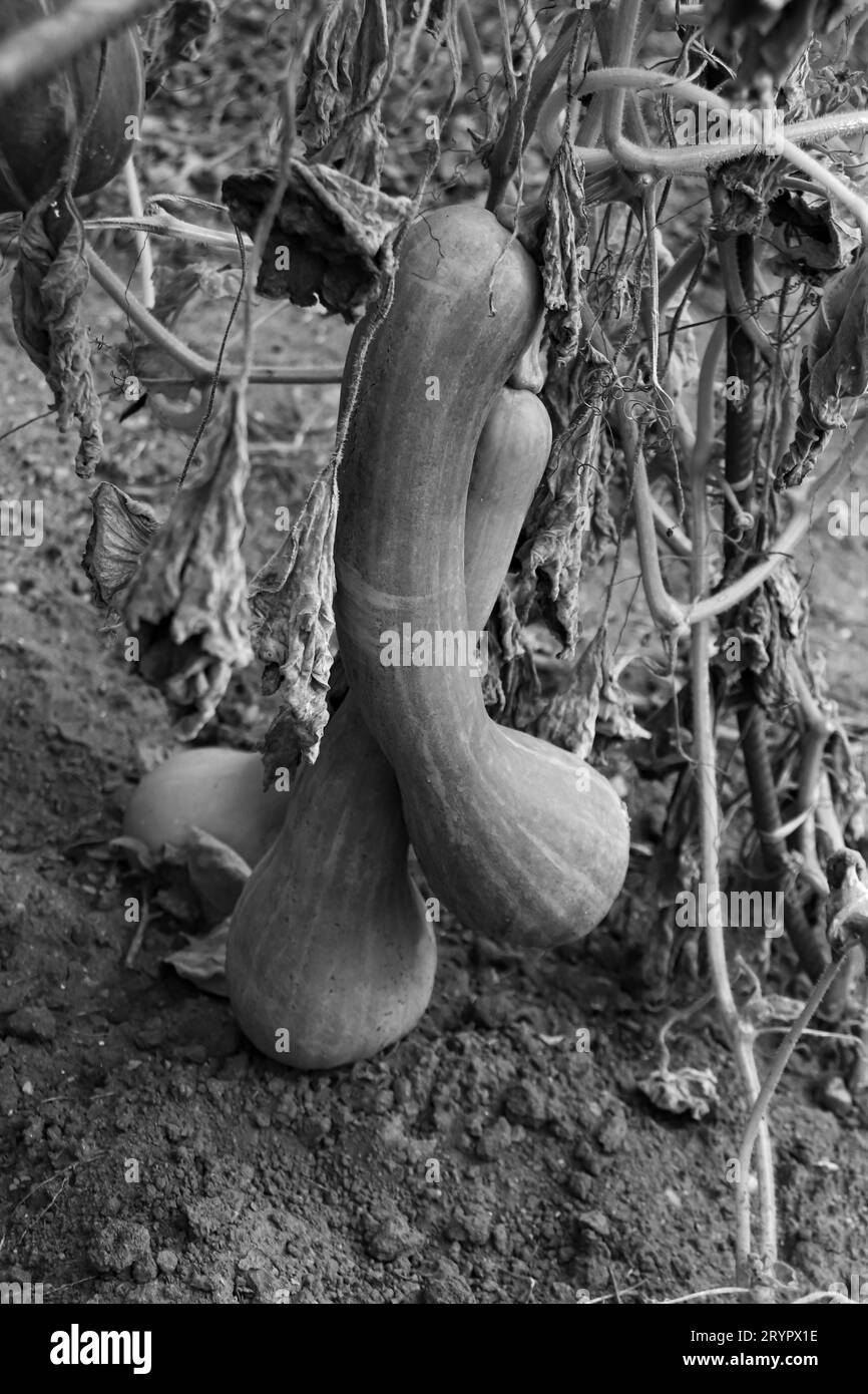 Black and white Calabash vegetable growing at Alexandra Borza botanical garden in Cluj-napoca, Romania Stock Photo