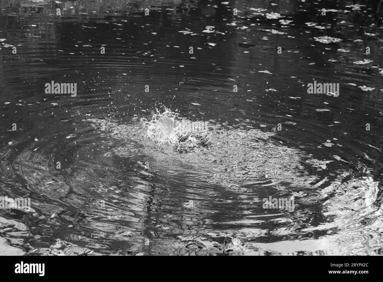 Black and white Mallard duck splashing its wings out the pond water creating circular ripples Stock Photo