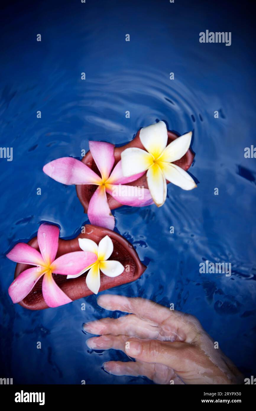 A female hand reaching towards floating tropical flowers Plumeria