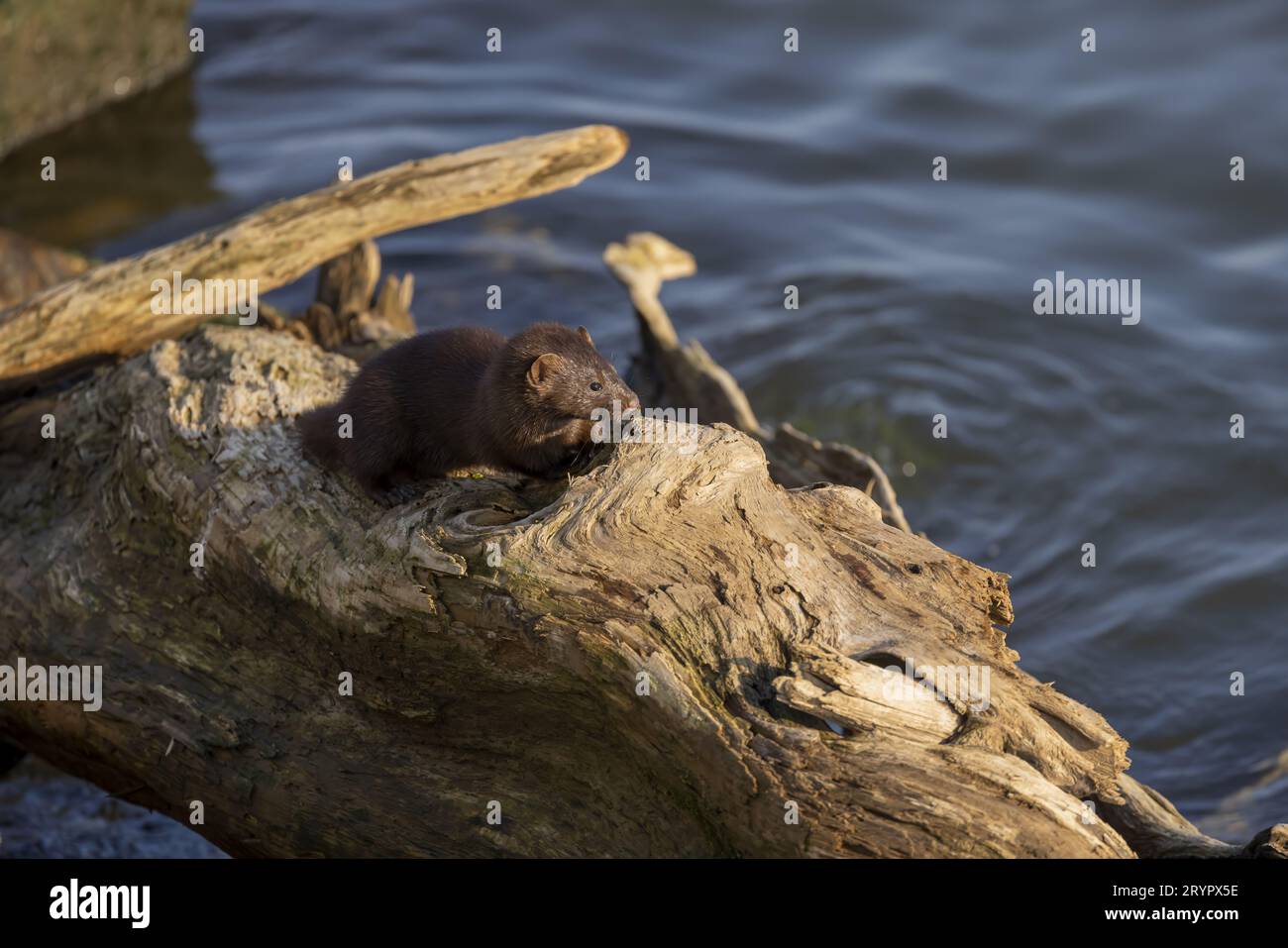 American mink (Neovison vison) on the hunt on the lake Michigan. Stock Photo