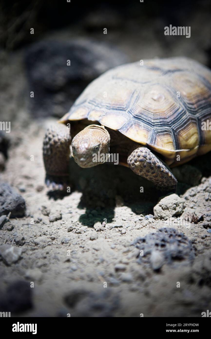 Close up of a desert tortoise (Gopherus agassizii)  on exhibit at a visitor center. Stock Photo