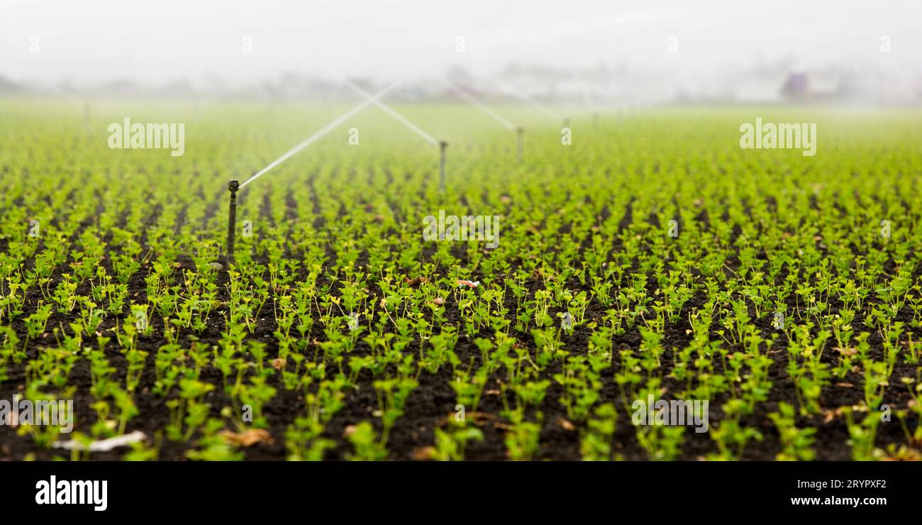 Irrigation sprinklers in a lettuce field, Salinas Valley, California