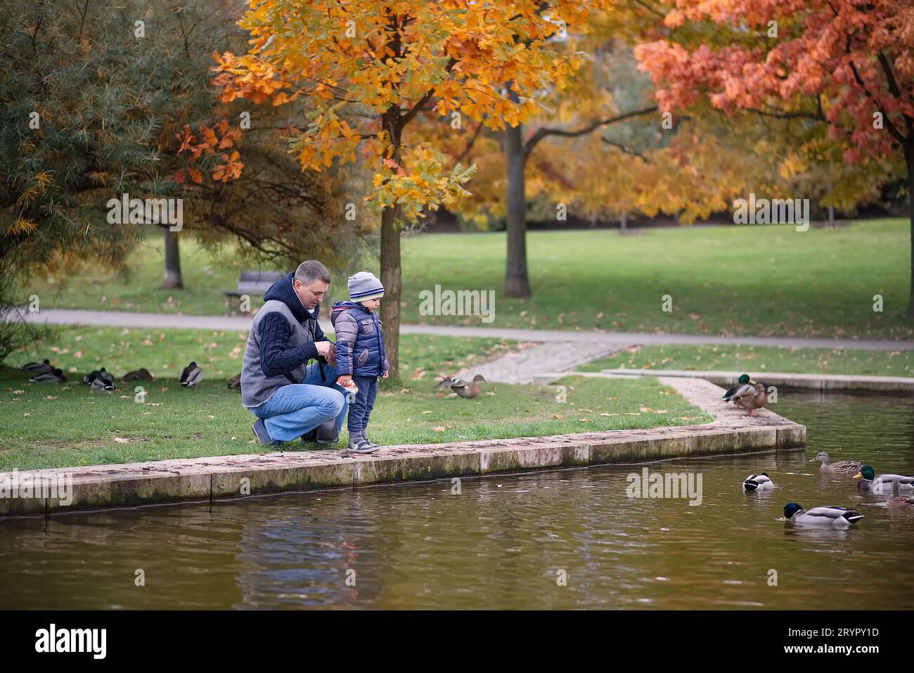Father and son feed ducks on a pond in the autumn park Stock Photo