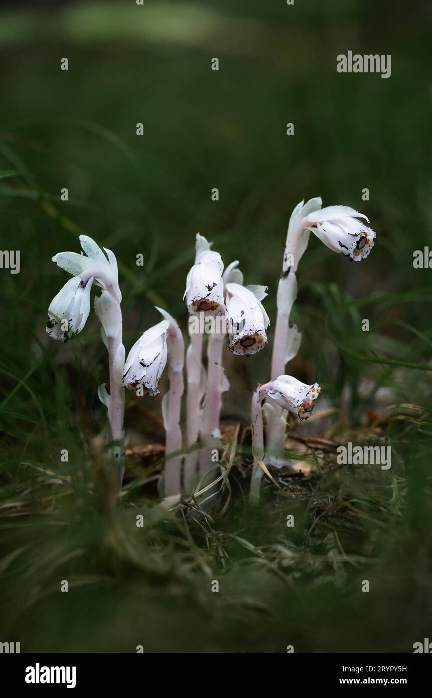 Close up of white Indian pipe ghost plant flowers blooming in forest Stock  Photo - Alamy