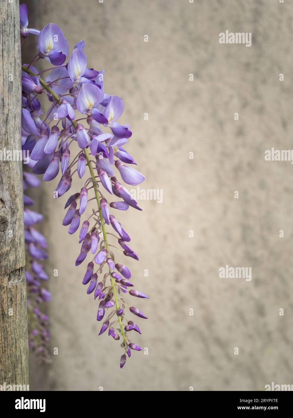 Purple wisteria photographed against a beige background Stock Photo