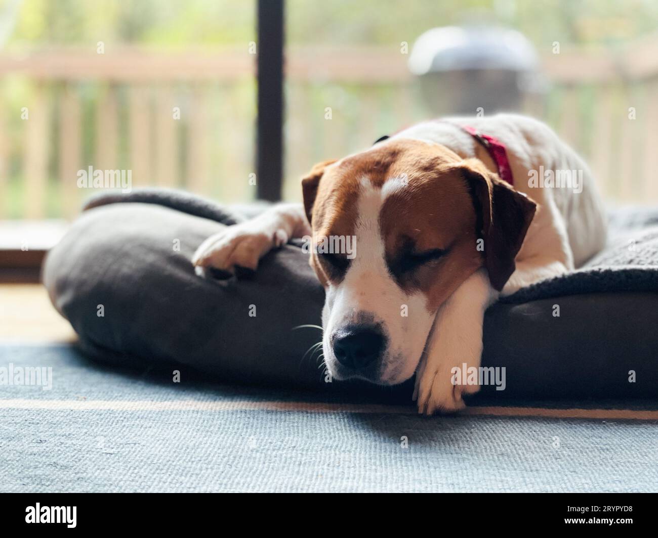 Beagle-pitbull mix sleeping on on gray bed in domestic interior. Stock Photo