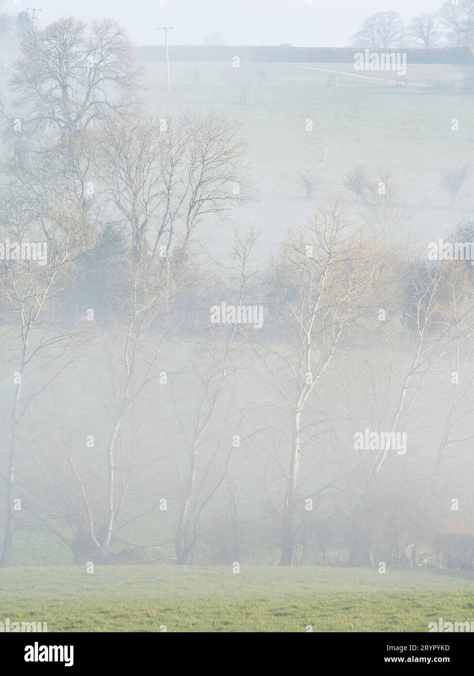 Ash trees uk mist hi-res stock photography and images - Alamy