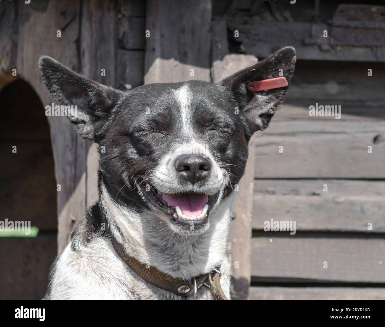 Black and white dog smiling on the background of a wooden booth Stock Photo