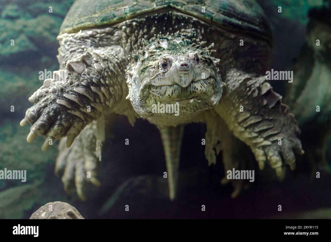 Big cayman turtle underwater close up Stock Photo