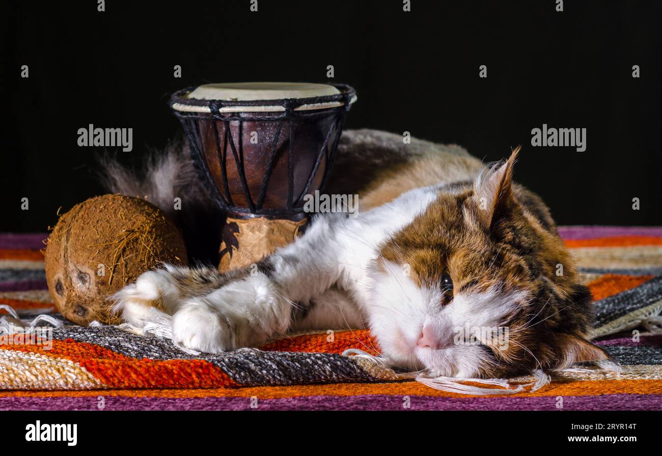 Tricolor cat sleeping with Djembe drum and coconut Stock Photo