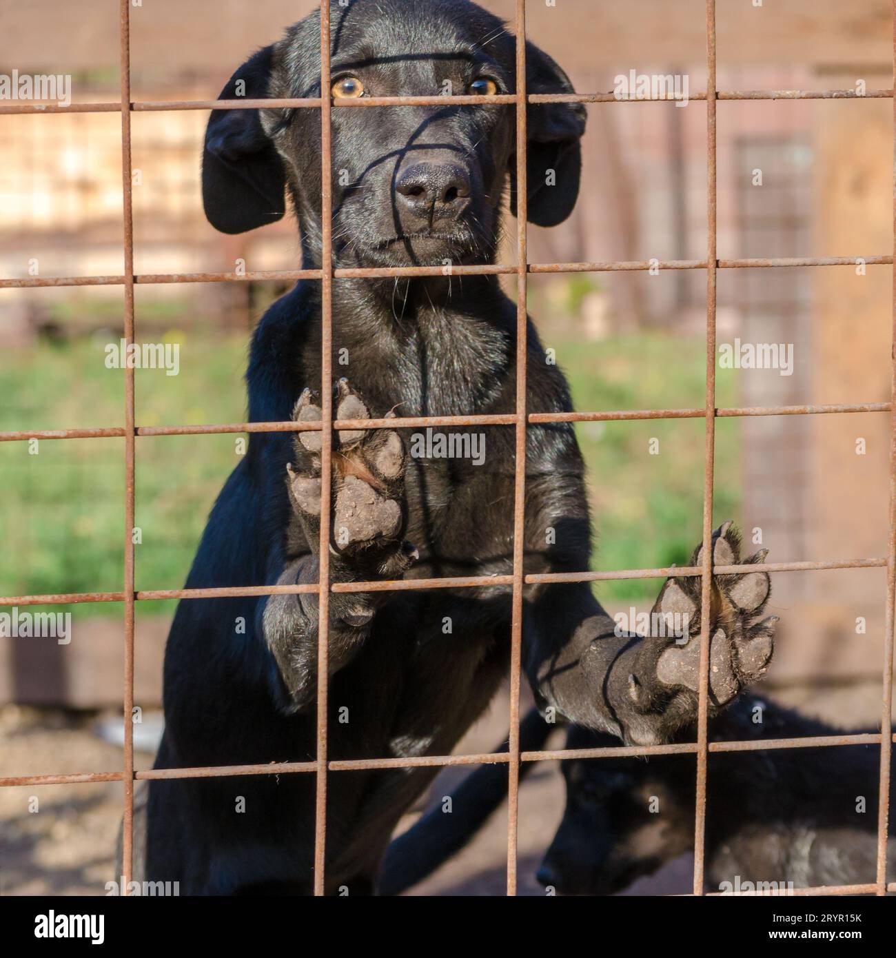 Black mongrel puppy came paws on the lattice Stock Photo