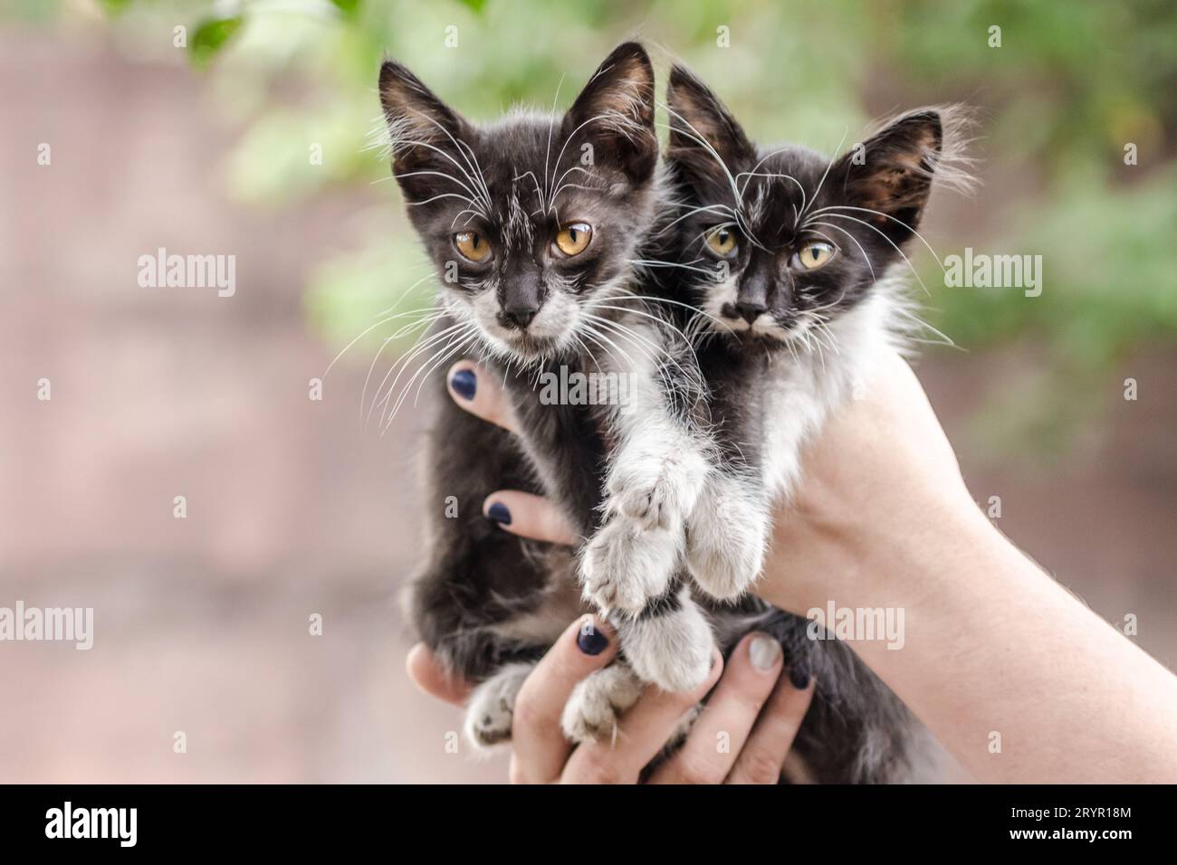 Two black and white kittens in human hands Stock Photo