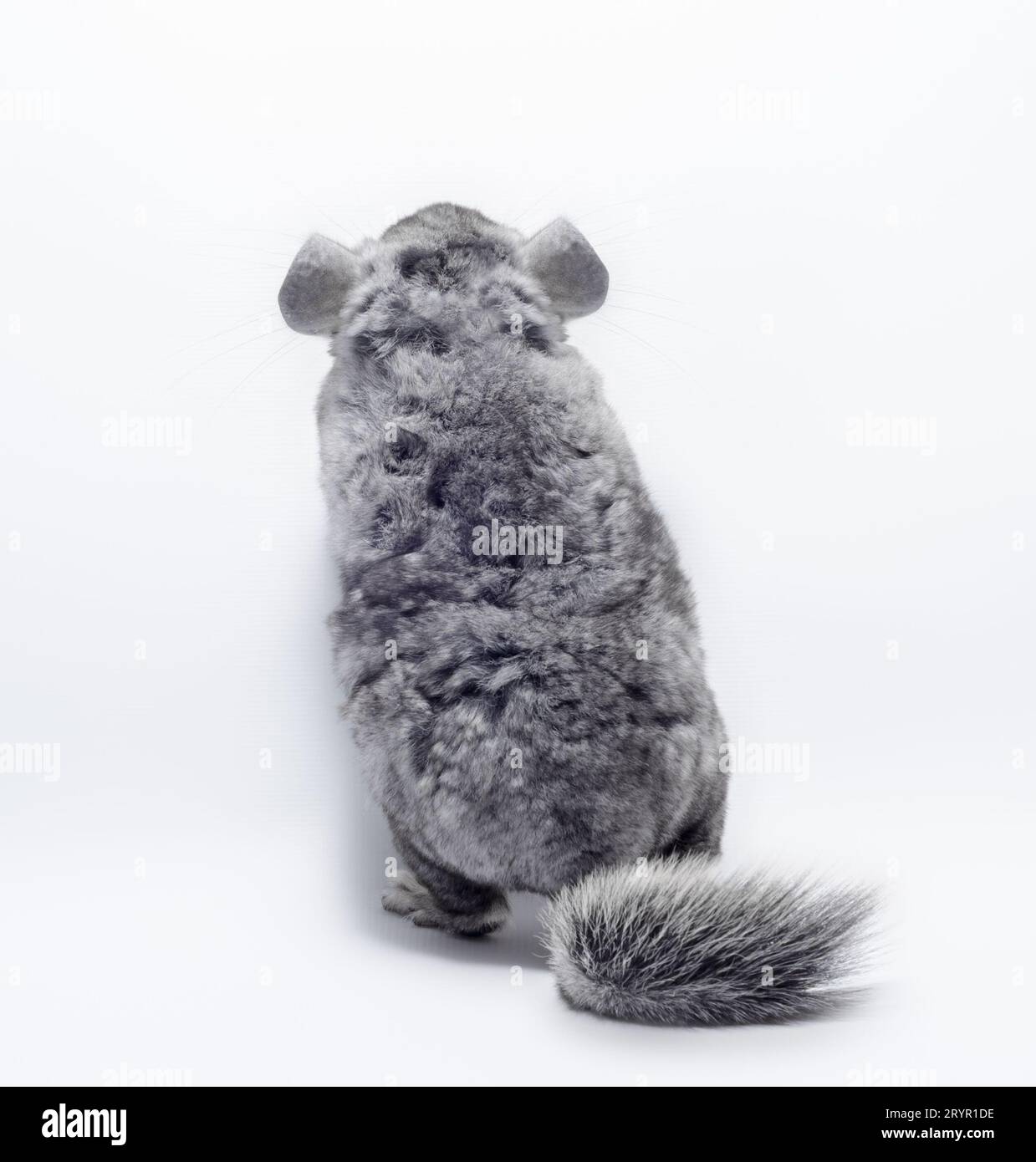 Gray fluffy chinchilla close up isolated on white background back view Stock Photo