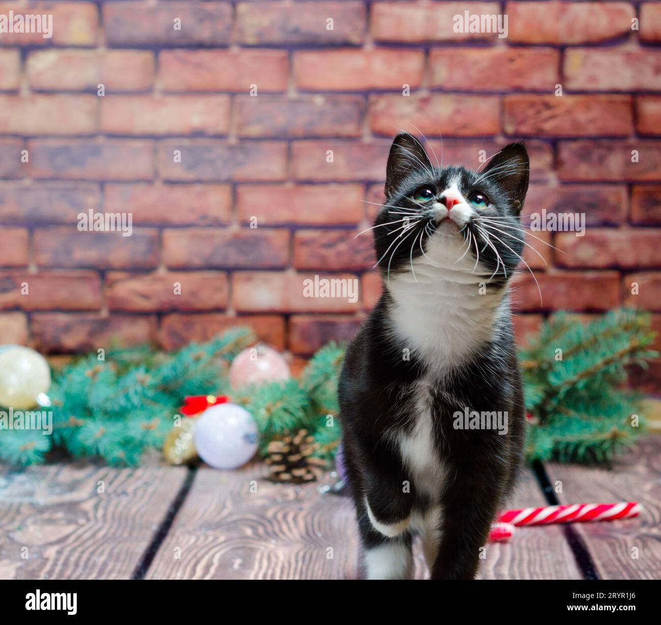 Black and white kitten on the background of a brick wall and Chr Stock ...