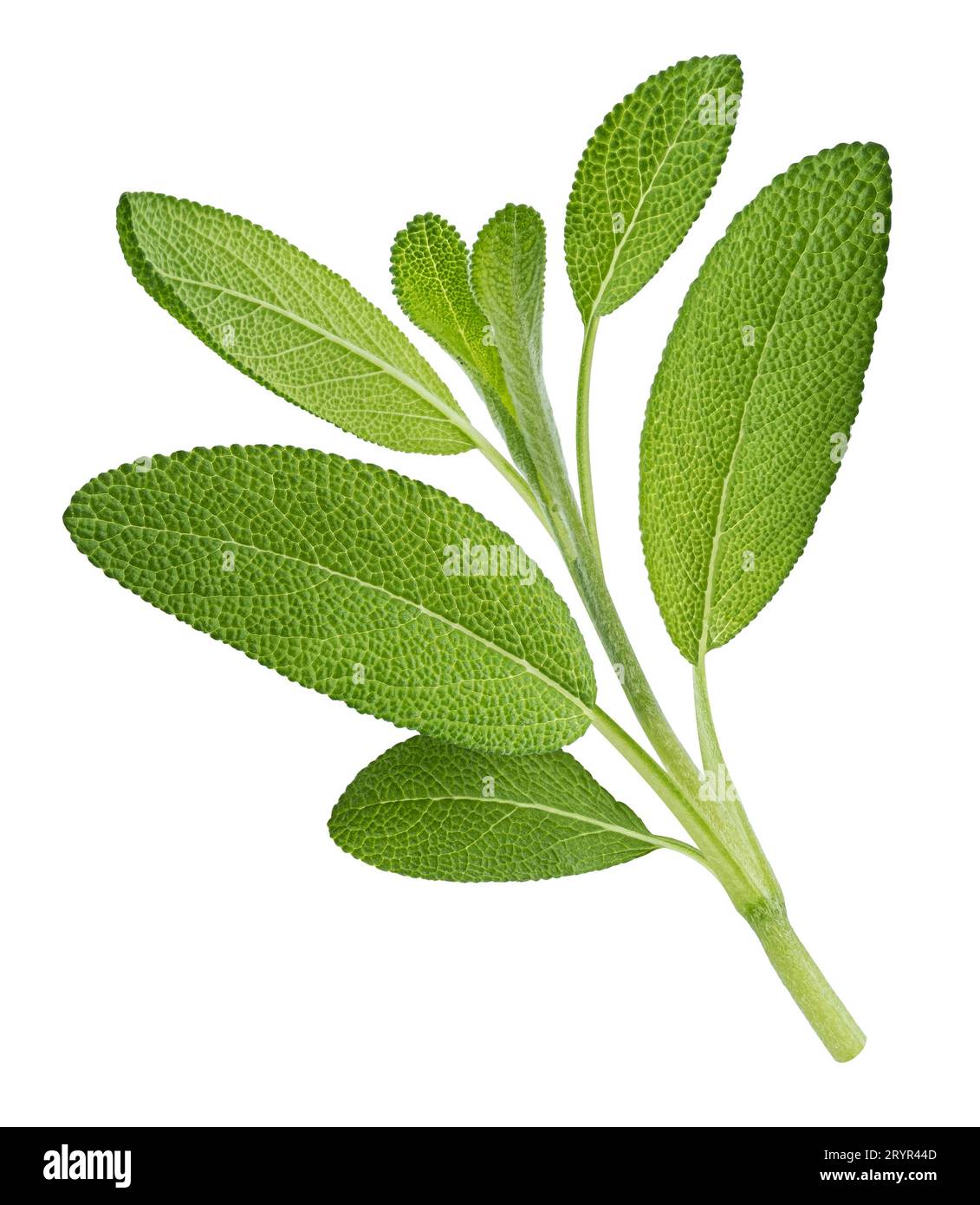 Fresh sage twig isolated on white background, full depth of field Stock Photo