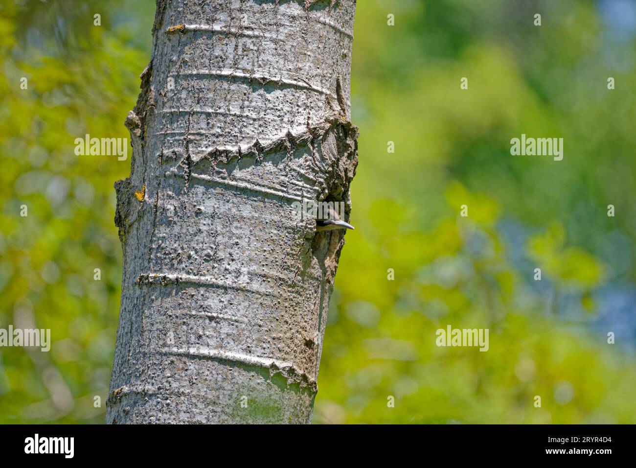 The young northern flicker Stock Photo