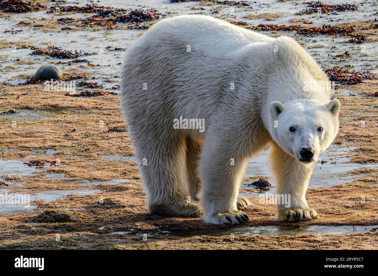Polar bear habitat hi-res stock photography and images - Alamy