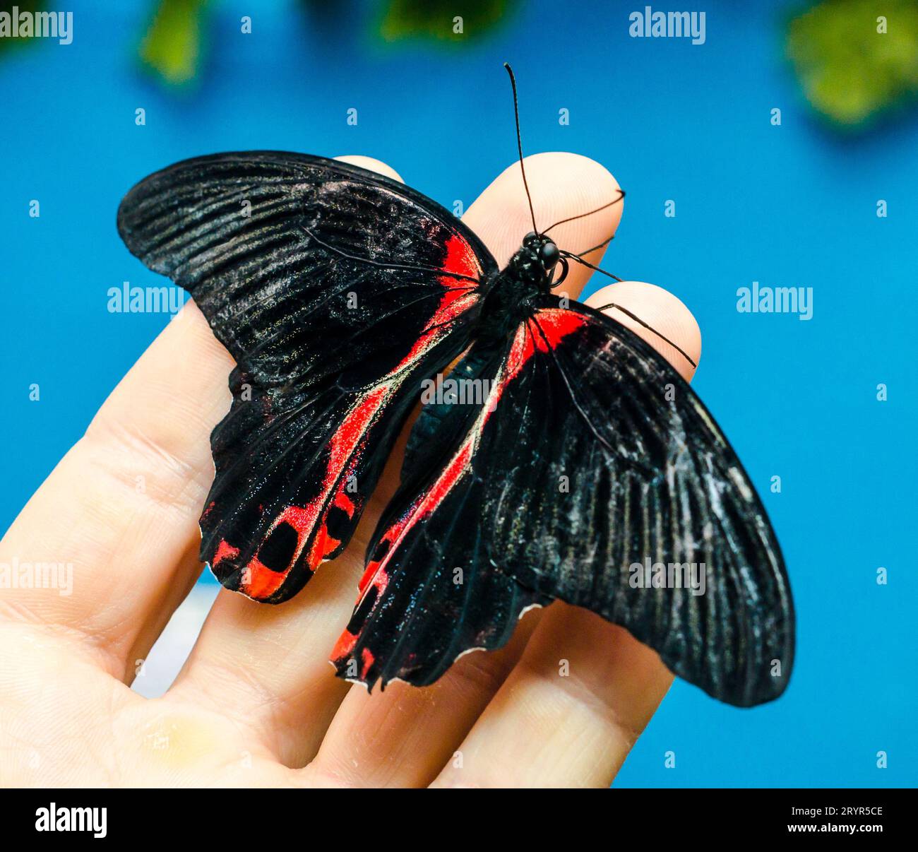 Black-red big butterfly sits spread its wings on a human open pa Stock Photo