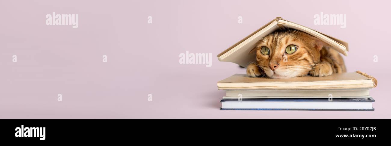Smart scientist cat with books on a colored background. Stock Photo