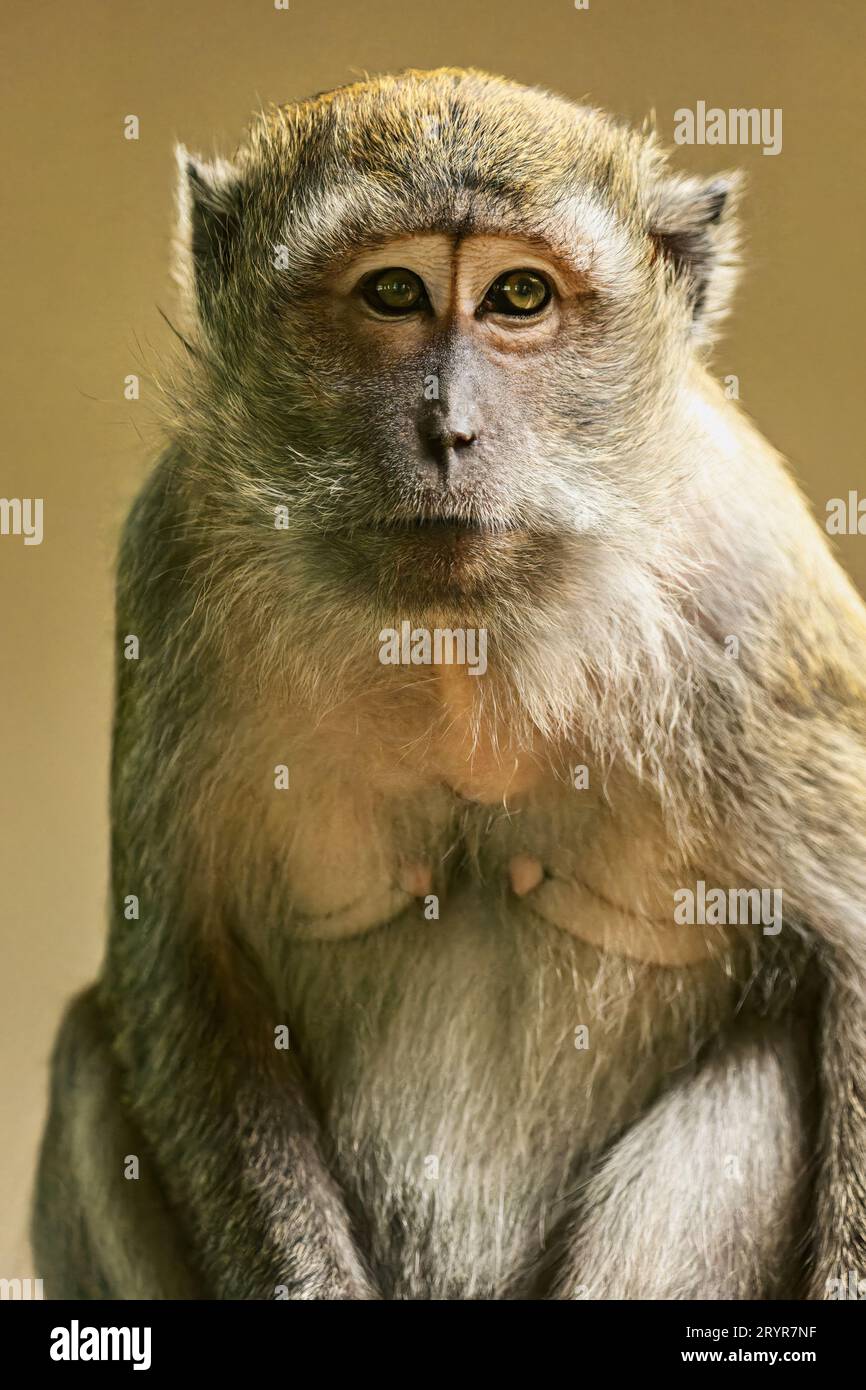 Primate gaze hi-res stock photography and images - Alamy