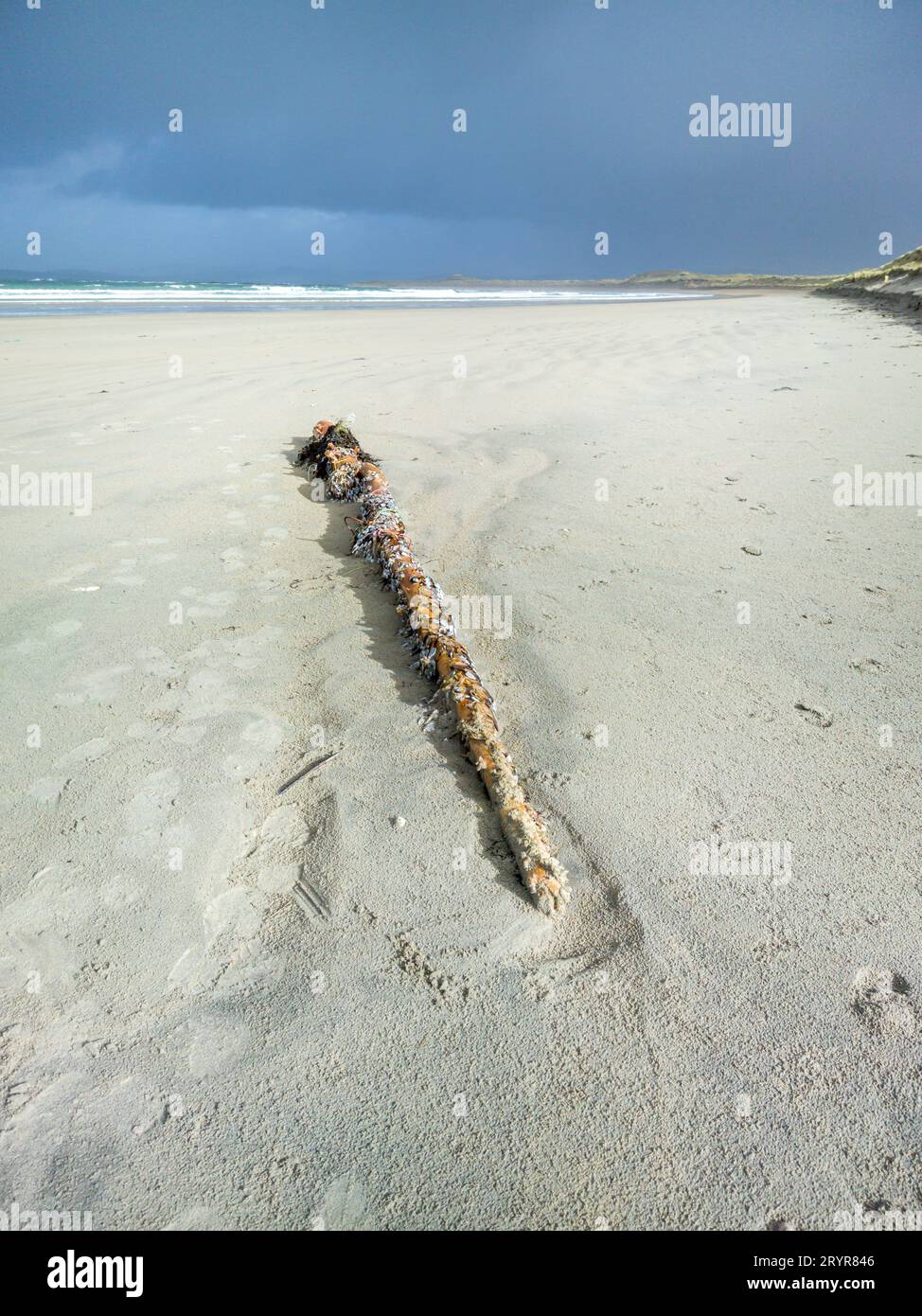 Goose barnacles, stalked barnacles, gooseneck barnacles on wooden post on beach in Ireland. Stock Photo