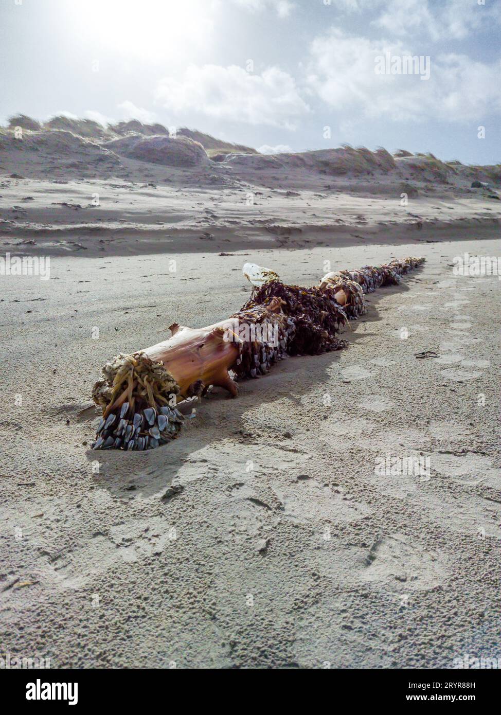 Goose barnacles, stalked barnacles, gooseneck barnacles on wooden post on beach in Ireland. Stock Photo