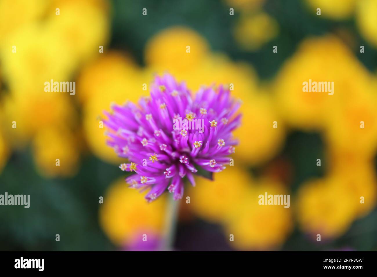 Closeup of Firework Flower or Gomphrena Pulchella with Blurry Marigolds in the Backdrop Stock Photo