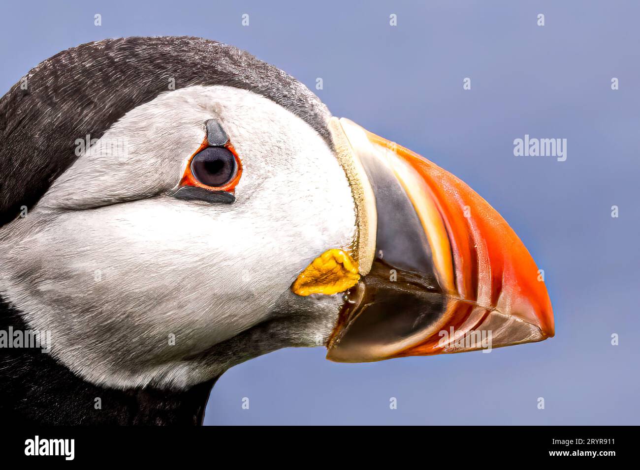 Cooped Up? Photos Of This Puffin Island Will Make You Feel Free