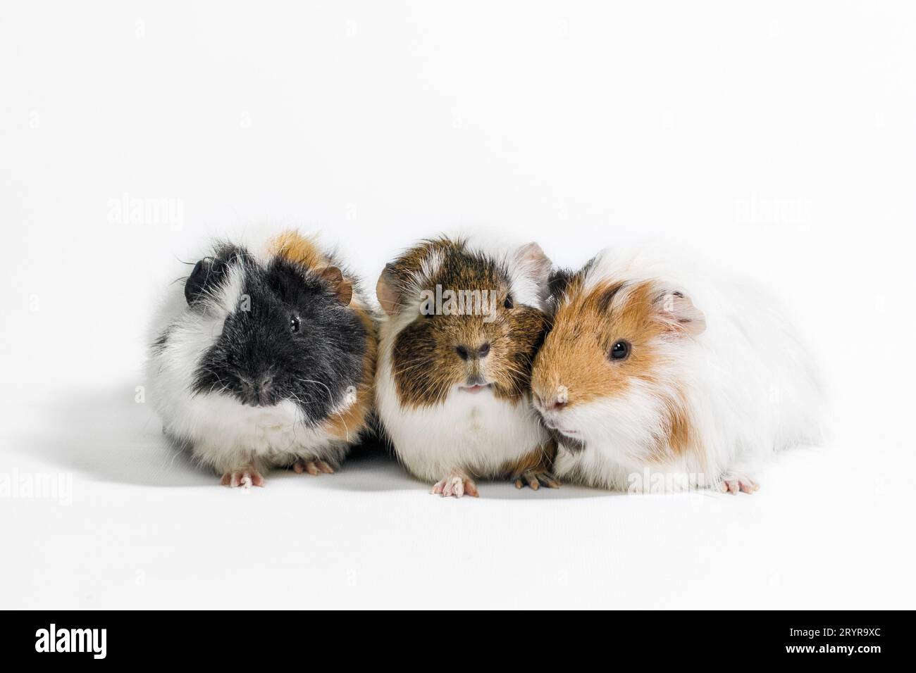 Three motley guinea pigs on a white background Stock Photo