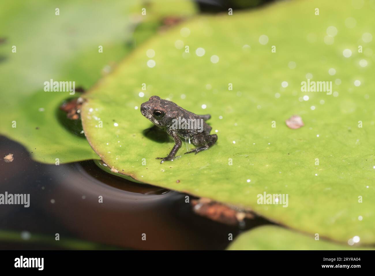 Baby frogs in water hi-res stock photography and images - Alamy