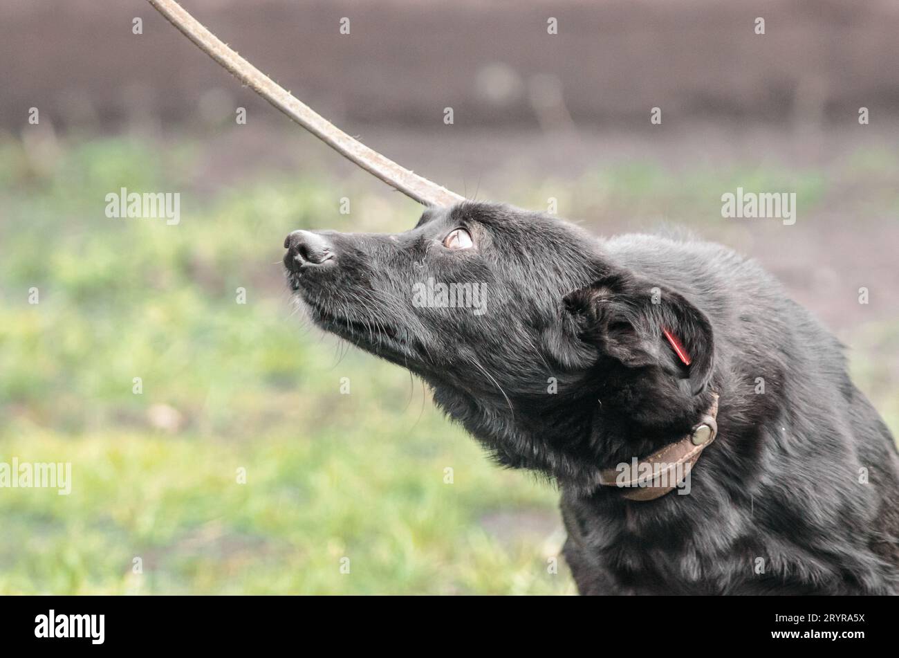 Black mongrel dog on a leash looks imploringly up Stock Photo