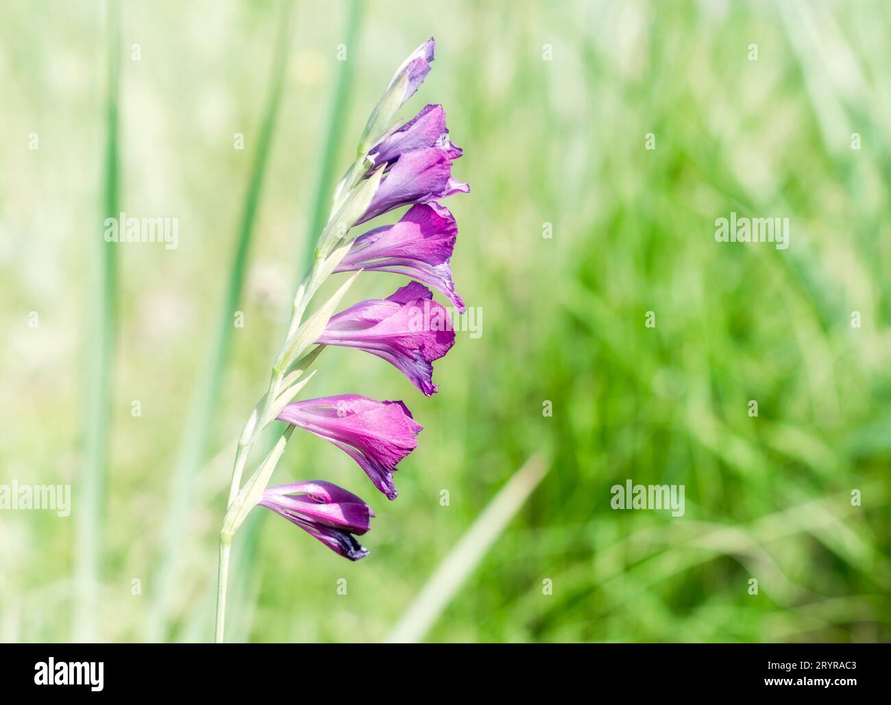 Wildflower bloom close up hi-res stock photography and images - Alamy