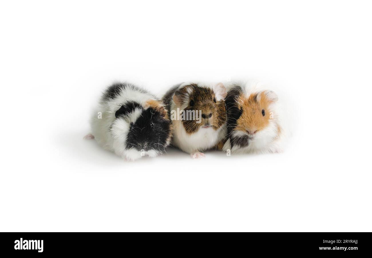 Three motley guinea pigs on a white background Stock Photo