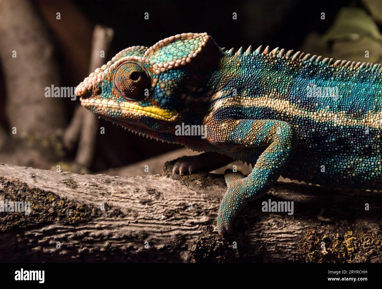 Colorful chameleon on a branch in the dark at night Stock Photo