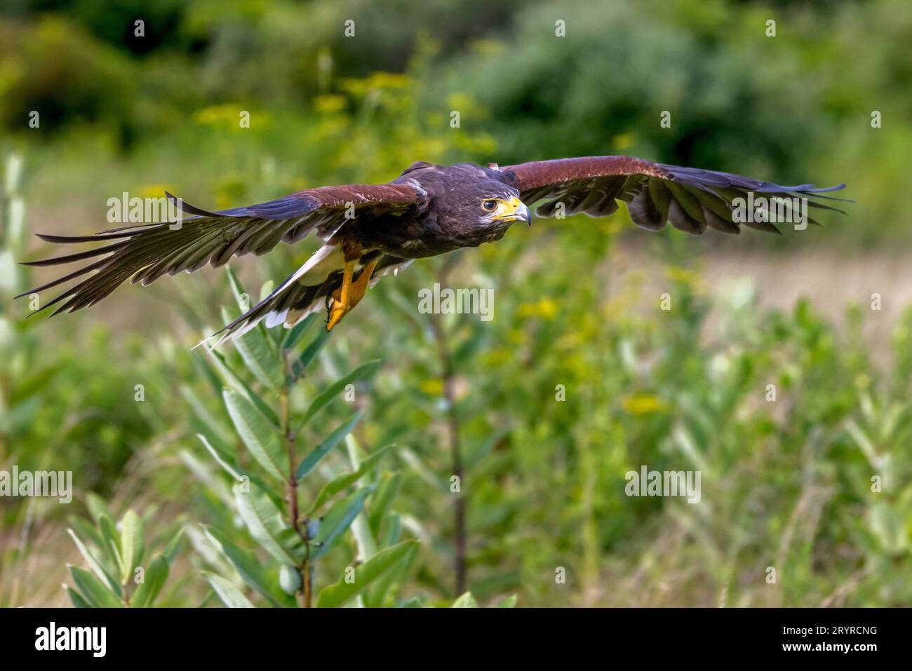 A majestic eagle soars through the sky, its wings spread wide and its ...