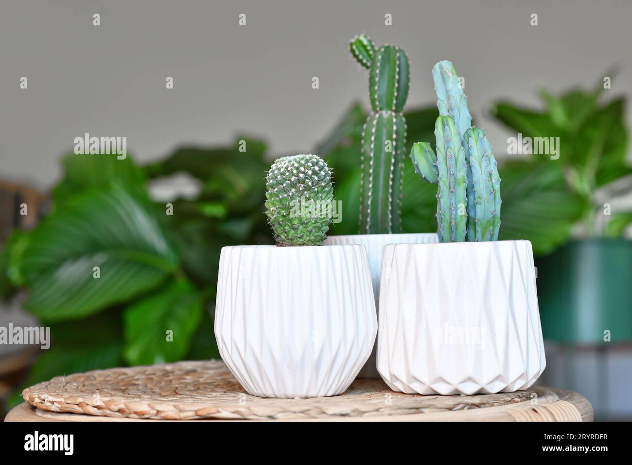 Small cacti houseplants in flower pots on table in living room Stock Photo