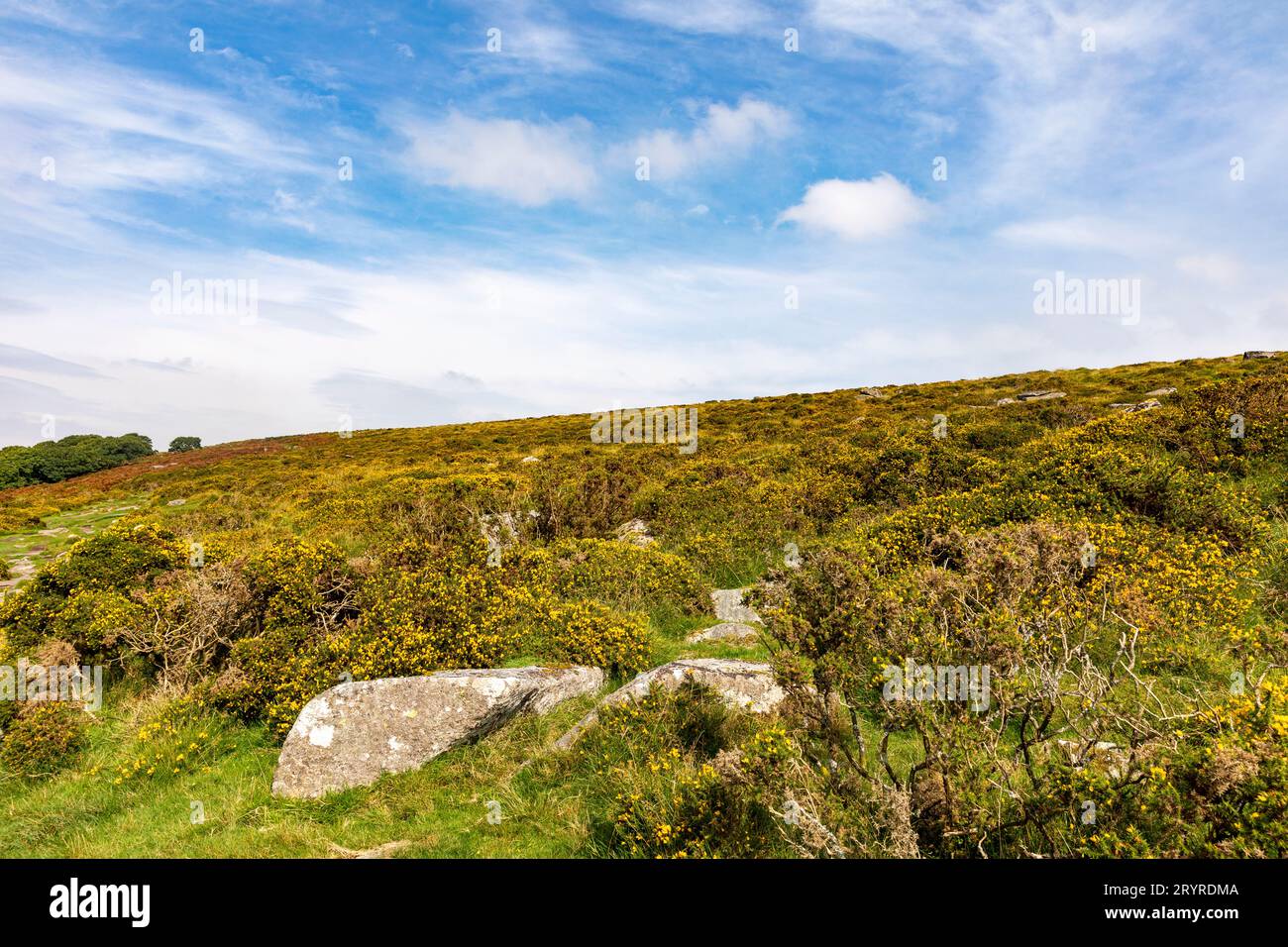 Wistman's Wood Dartmoor England, Stock Photo