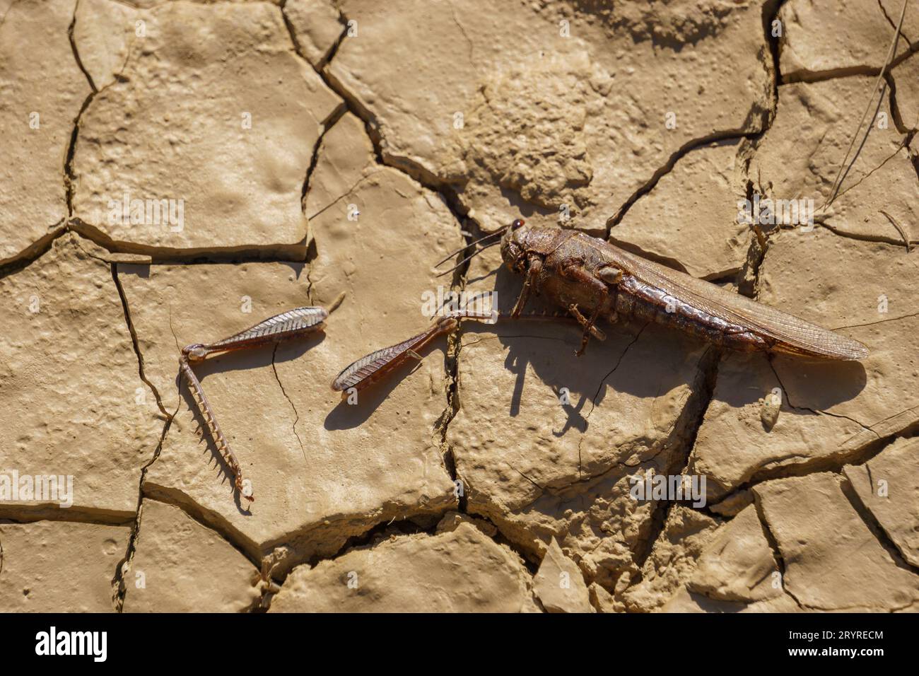 dead laying on cracked soil in dry out river bed desert